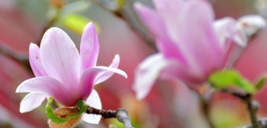 Piękne rośliny do Twojego ogrodu-magnolia Genie oraz hortensja Nikko Blue